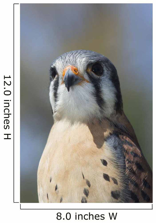 American Kestrel Breeding Plumage Wall Decal