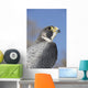 Peregrine Falcon Wall Decal Design 1
