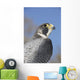 Peregrine Falcon Wall Decal Design 1