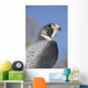 Peregrine Falcon Wall Decal Design 1