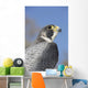 Peregrine Falcon Wall Decal Design 1