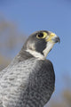 Peregrine Falcon Wall Decal Design 1