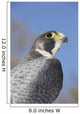 Peregrine Falcon Wall Decal Design 1