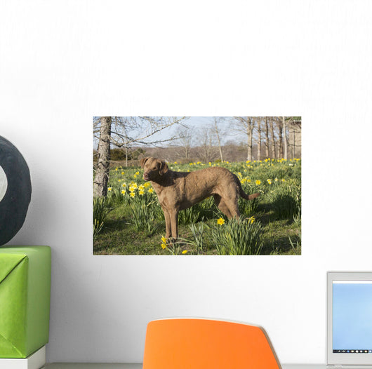 Female Chesapeake Bay Retriever Wall Decal