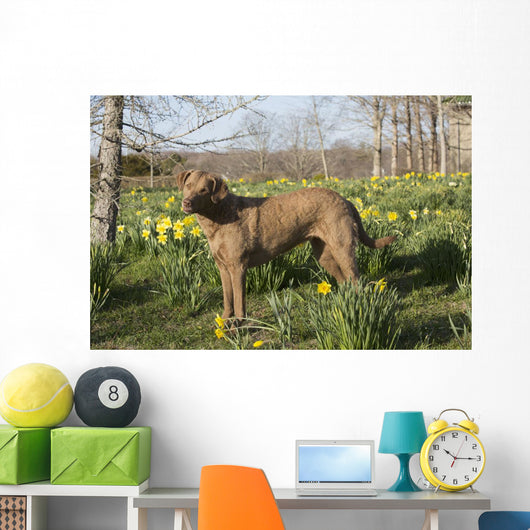 Female Chesapeake Bay Retriever Wall Decal