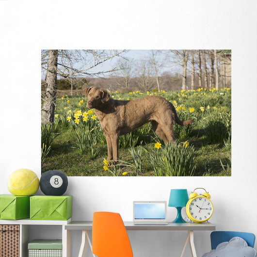 Female Chesapeake Bay Retriever Wall Decal