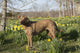 Female Chesapeake Bay Retriever Wall Decal