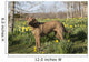 Female Chesapeake Bay Retriever Wall Decal