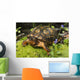 Eastern Box Turtle Sphagnum Wall Decal