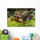Eastern Box Turtle Sphagnum Wall Decal