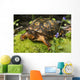 Eastern Box Turtle Sphagnum Wall Decal