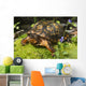 Eastern Box Turtle Sphagnum Wall Decal