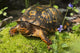 Eastern Box Turtle Sphagnum Wall Decal