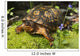 Eastern Box Turtle Sphagnum Wall Decal