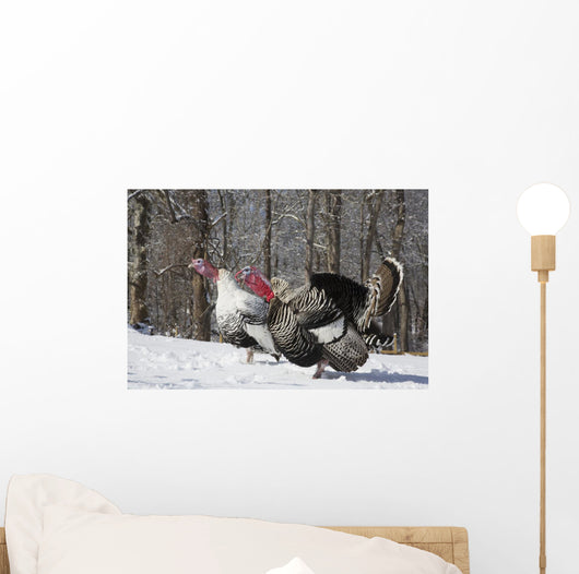 Male Narragansett Turkey and Wall Decal