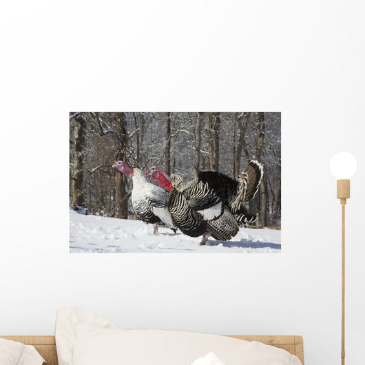 Male Narragansett Turkey and Wall Decal
