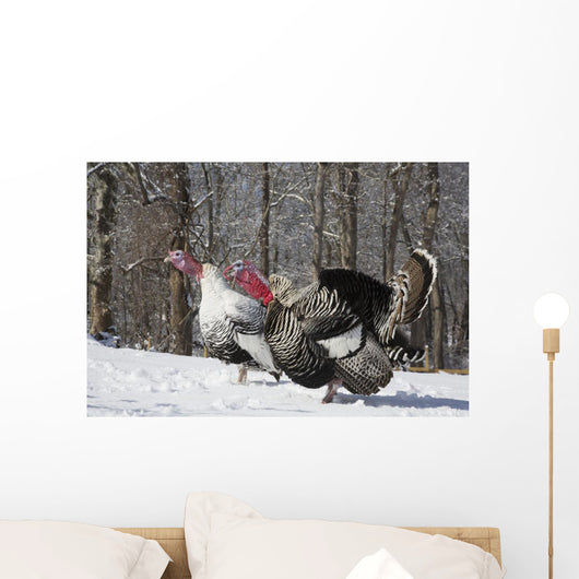Male Narragansett Turkey and Wall Decal