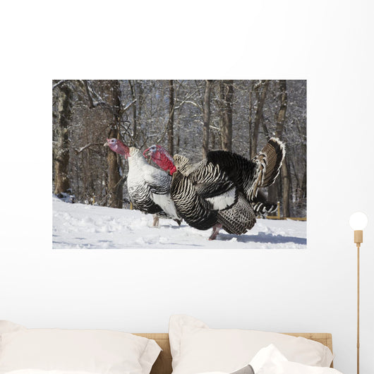 Male Narragansett Turkey and Wall Decal