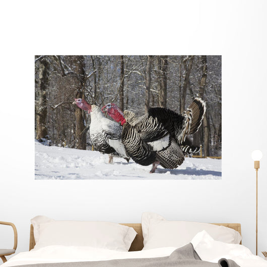 Male Narragansett Turkey and Wall Decal