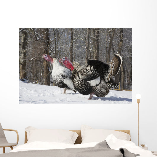 Male Narragansett Turkey and Wall Decal