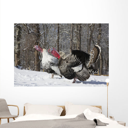 Male Narragansett Turkey and Wall Decal