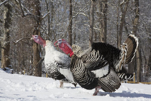 Male Narragansett Turkey and Wall Decal