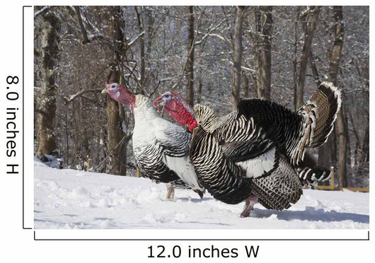 Male Narragansett Turkey and Wall Decal
