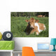 Guernsey Cow Chewing Cud Wall Decal