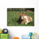 Guernsey Cow Chewing Cud Wall Decal