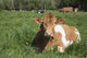 Guernsey Cow Chewing Cud Wall Decal
