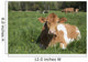 Guernsey Cow Chewing Cud Wall Decal