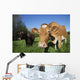 Jersey Cow with Guernsey Wall Decal