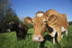 Jersey Cow with Guernsey Wall Decal
