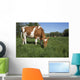 Guernsey Heifer Grazing Spring Wall Decal