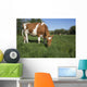 Guernsey Heifer Grazing Spring Wall Decal