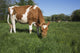 Guernsey Heifer Grazing Spring Wall Decal