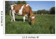 Guernsey Heifer Grazing Spring Wall Decal