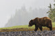 Grizzly Bear Walking Shore Wall Decal