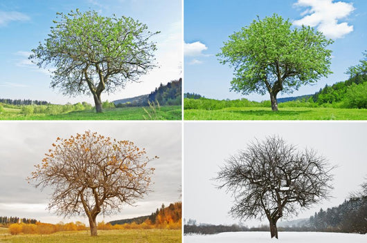 four season Wall Mural