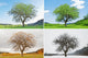 four season Wall Mural