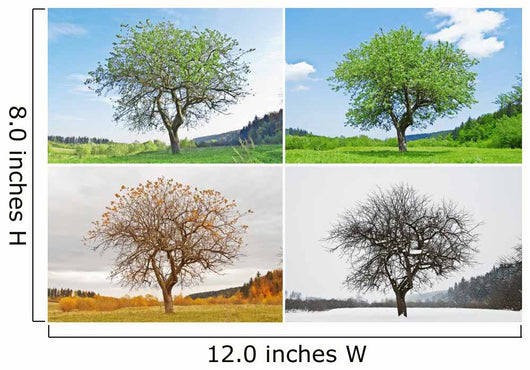 four season Wall Mural