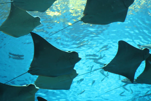 stingray Wall Mural