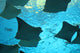 stingray Wall Mural