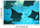 stingray Wall Mural