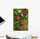 Apples Growing Tree Wall Decal