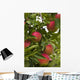 Apples Growing Tree Wall Decal