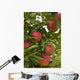 Apples Growing Tree Wall Decal