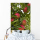 Apples Growing Tree Wall Decal