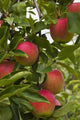 Apples Growing Tree Wall Decal