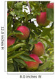 Apples Growing Tree Wall Decal